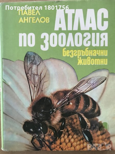 Атлас по зоология Безгръбначни животни - Павел Ангелов, снимка 1