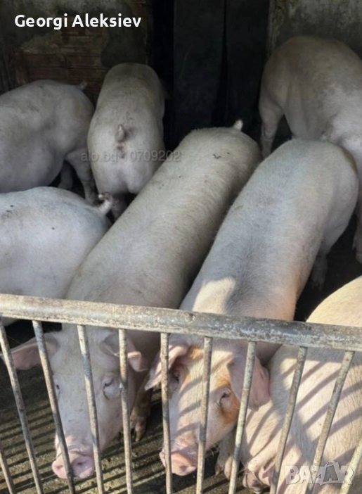 Бяло прасе 120кг, снимка 1