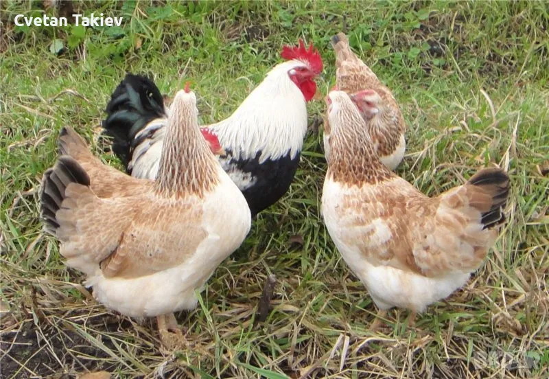 Яйца от Загорска Сьомга , снимка 1