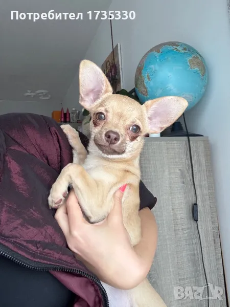 Мъжко чихуахуа , снимка 1