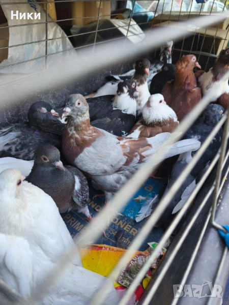 Гълъби Чирпански, Пазарджишки, Фенерлий , снимка 1