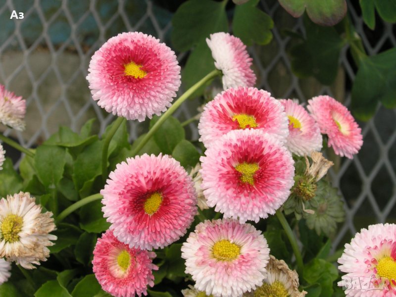 продавам цветя парички – туфи, за есенно засаждане в градината, снимка 1