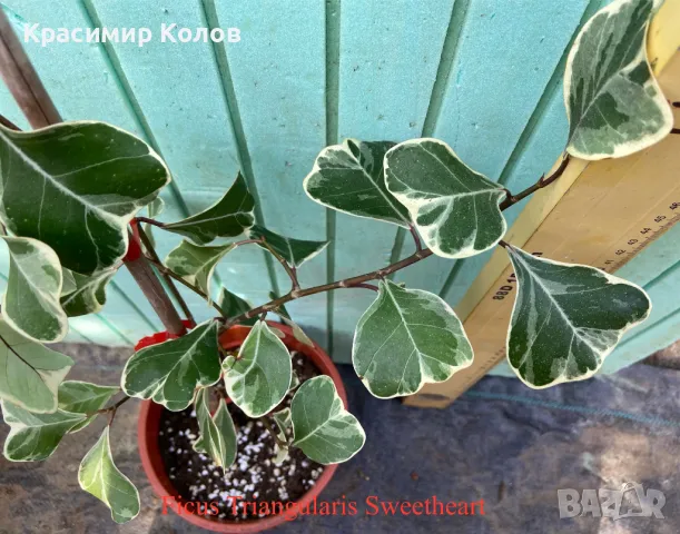 Фикуси различни видове, декоративни растения , снимка 10 - Стайни растения - 47848622