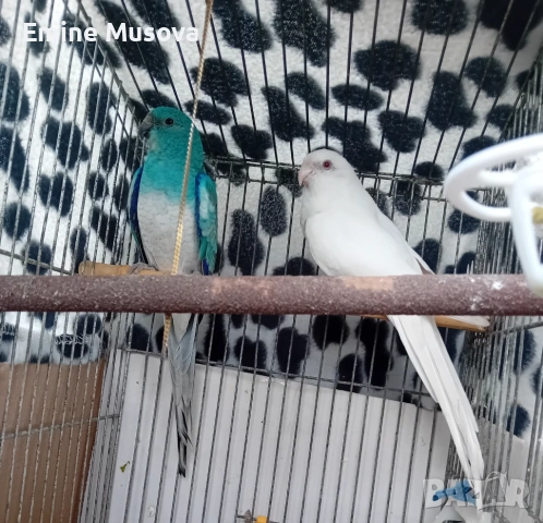 Пойни папагали 