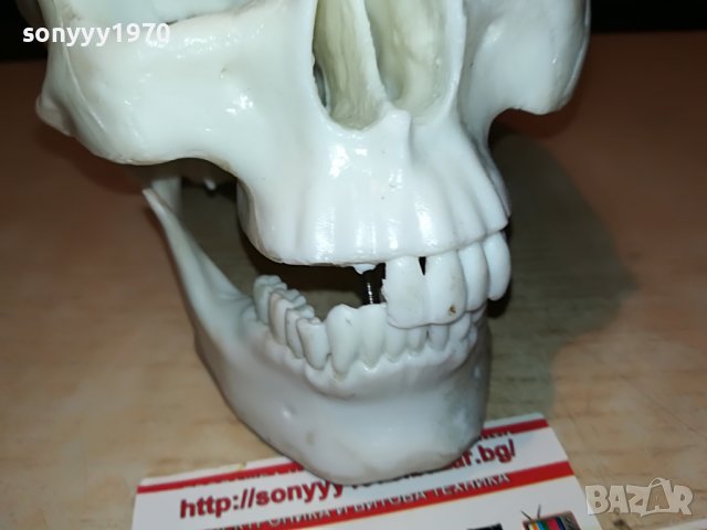 ЧЕРЕП-ВНОС ГЕРМАНИЯ 1806222011, снимка 7 - Колекции - 37127150