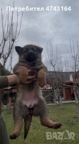 Чистокръвни Немски Овчарки, снимка 7 - Немска овчарка - 53542207