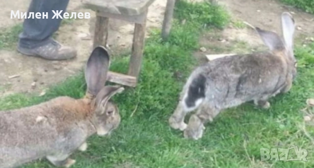 Продавам зайци порода БЕЛГИЙСКИ ВЕЛИКАН чистокръвни,цена по договаряне, снимка 8 - Други - 52084319