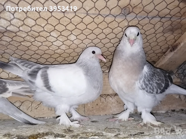 мардини , снимка 3 - Гълъби - 52529488