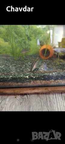 Крибензиси , снимка 2 - Рибки - 53305613