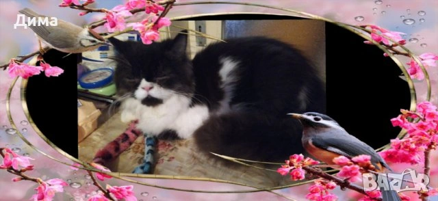 Ваксинирани персийски дългокосместа многоцветни принцове,с ЕС паспорт,микрочип домашни любимци!, снимка 12 - Чинчили - 42172746