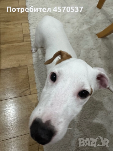 Продавам Джак Ръсел 