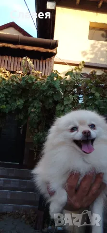 Продавам мини шпиц женски , снимка 2 - Померан - 49390436