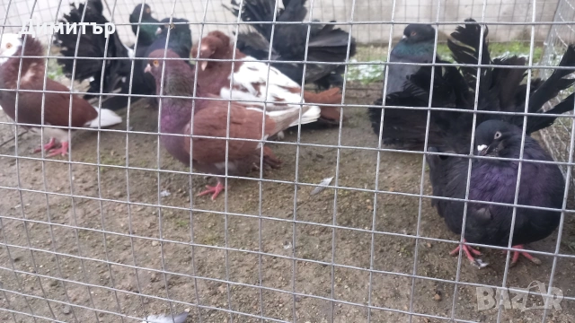 Продавам гълъбите от снимките , снимка 4 - Гълъби - 53144161