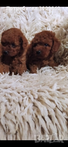 Той пудел , снимка 4 - Пудели - 52890265