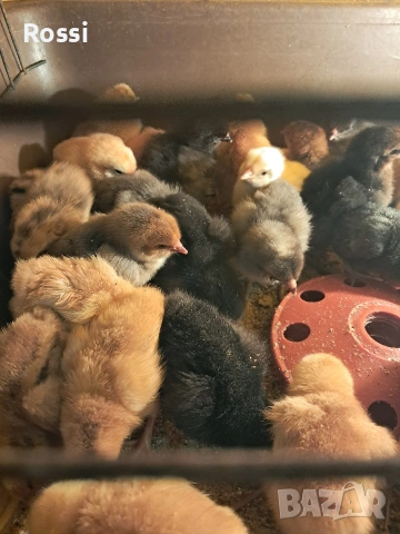 Дворни пиленца и от сини яйца, снимка 7 - Кокошки и пуйки - 53276186