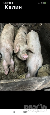 продавам домашни прасета 