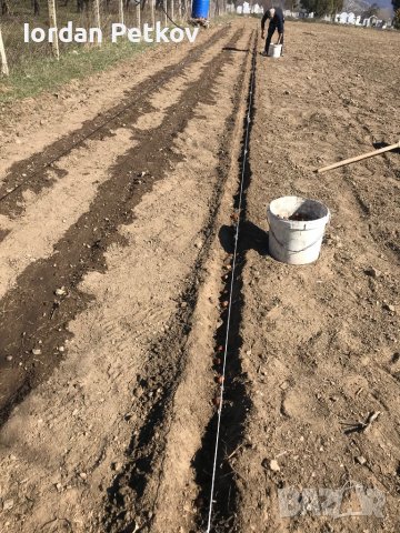 Орехови фиданки, снимка 14 - Други - 38424864