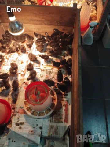 продавам пилета Супер Харко и Тетра сл, снимка 2 - Кокошки и пуйки - 53517522