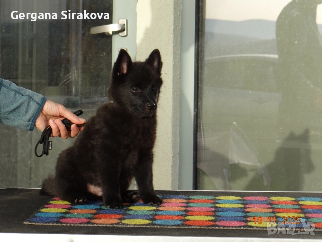 Шиперке - уникални малки кучета, снимка 6 - Други - 52115812