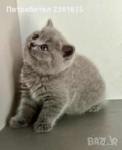 Чистокръвни сини британчета, снимка 3 - Британска късокосместа - 52651148