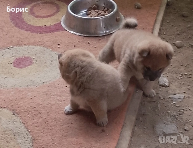 2 бр. Шиба Ину с родословие