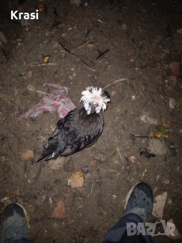 декоративни петлета и кокошлета, снимка 4 - други­ - 52408726