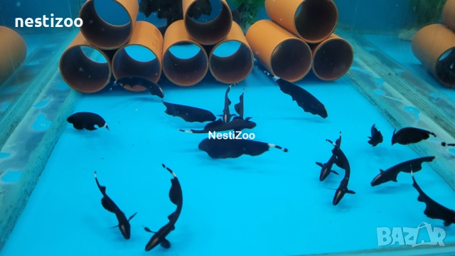 Черен Нож, снимка 2 - Рибки - 52940984