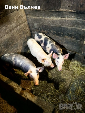 Продавам прасенца, снимка 3 - Прасета - 50596708