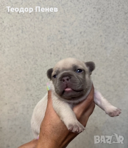 Френски Булдог момичета, снимка 1