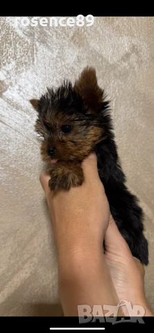 Йоркширски териер мини, снимка 1