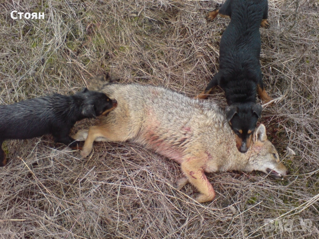 Ягдтериери, снимка 16 - Ягдтериер - 53523678