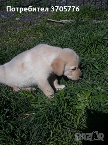 Лабрадор реъривър