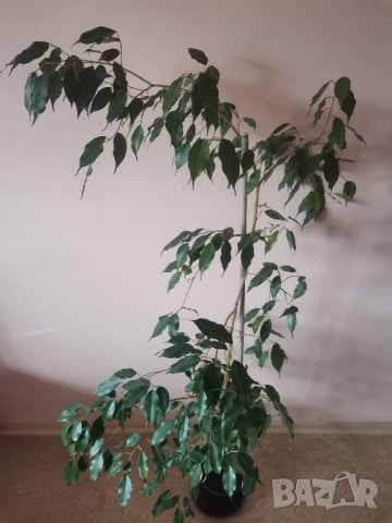 Бенджамин 150 см висок, снимка 2 - Стайни растения - 43049124