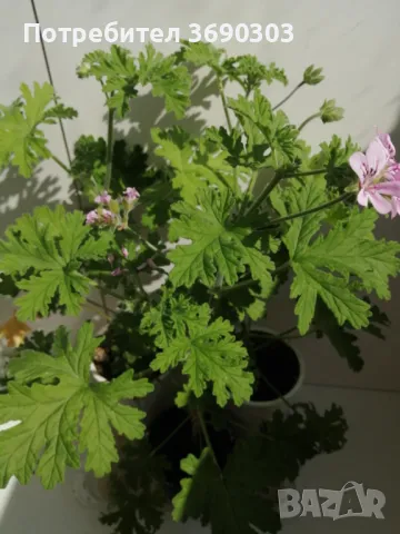 Индрише в саксия с цвят,цена 5 евро за брой, височина 15-20 см, био и екологично подходящо за лекарс, снимка 6 - Стайни растения - 50122301