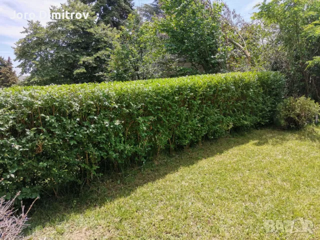 Поддръжка/Рязане на овошки и опасни дървета/Почистване на терени/Пръскане и изкореняване, снимка 13 - Други услуги - 48229933