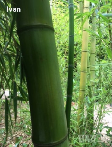 Бамбук гигантски hyllostachys bambusoides Madake , снимка 1 - Градински цветя и растения - 27535854