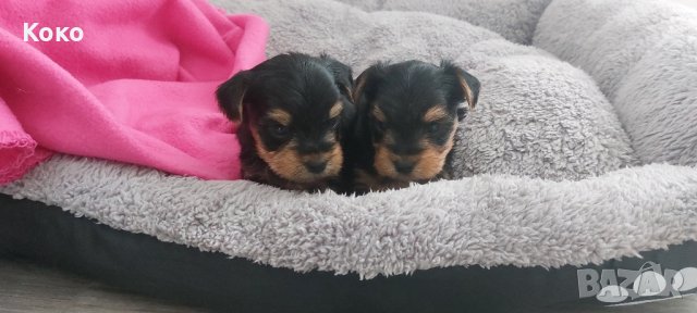  йорки/йоркита , снимка 1