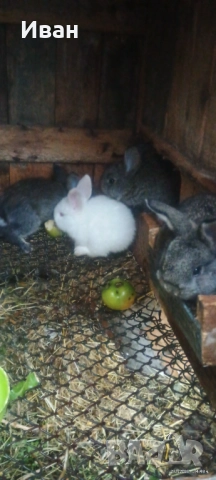 Малки великанчета, снимка 5 - Други - 52684005