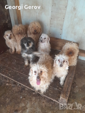 Продавам пудели, снимка 2 - Пудели - 52773681