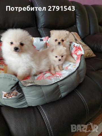 померан момиче и момче, снимка 2 - Померан - 52774637