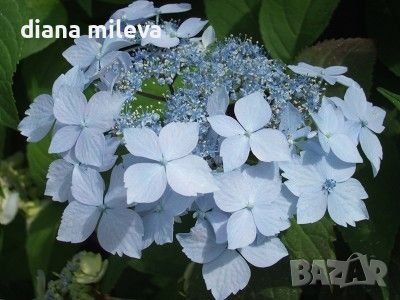 Синя Хортензия, Hydrangea  Blue Deckle, снимка 3 - Градински цветя и растения - 40075680