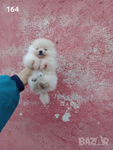 Женски Померани. Снимки от днес !, снимка 6 - Померан - 52874723