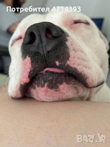 Търсим приятелка за Матео 2,6г. Американский стаффордширский терьер, снимка 3 - Американски стафордширски териер - 53164412