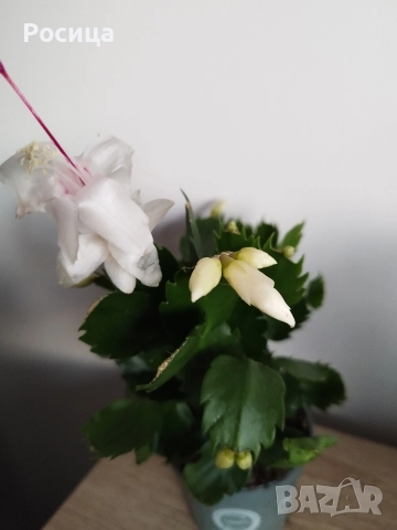 коледничета, снимка 6 - Стайни растения - 52384809