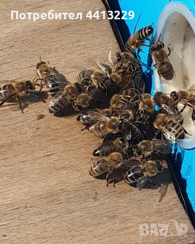пчелни семейства ,кошери с презимували семейства, снимка 2 - За пчели - 53407086