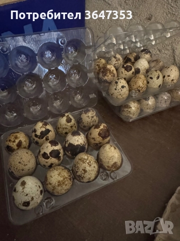 Яйца от пъдпъдък