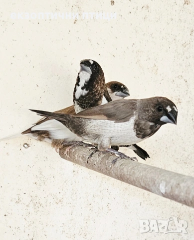 Продавам Японски Амадини , снимка 3 - Амадини - 53487592