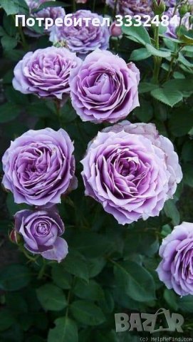 Роза 77 - вариант на гол корен