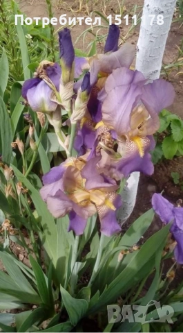 Цвете Ирис за градината , снимка 3 - Сортови семена и луковици - 51501515