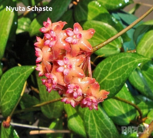 Хоя. Hoya fitchii, снимка 1